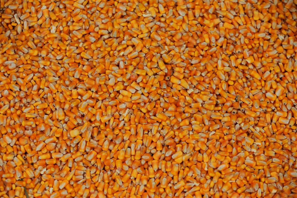 ABD'de mısır bolluğu rekor depolama seviyelerine yol açarak fiyatların düşmesine neden oldu